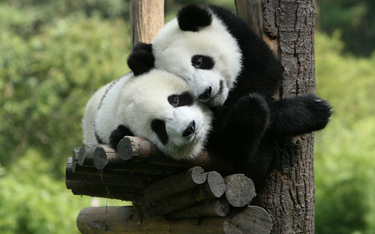 Chiny: Pandy w niewoli mają się świetnie