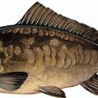 Zniknął ze stołów karp w sosach, wędzony i gotowany