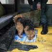 Kontrabanda ukryta w podłodze samochodu