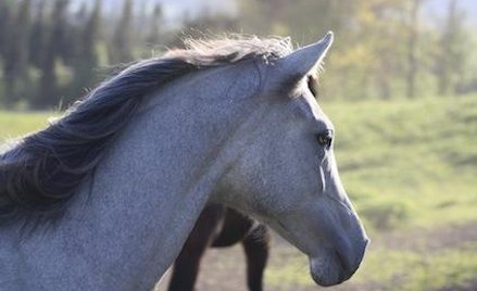 VAT od nauki jazdy konnej i masażu