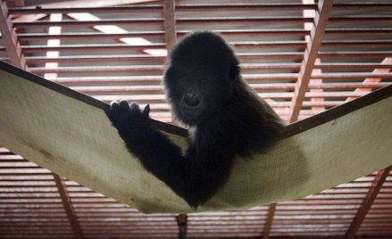 Goryle w niebezpieczeństwie