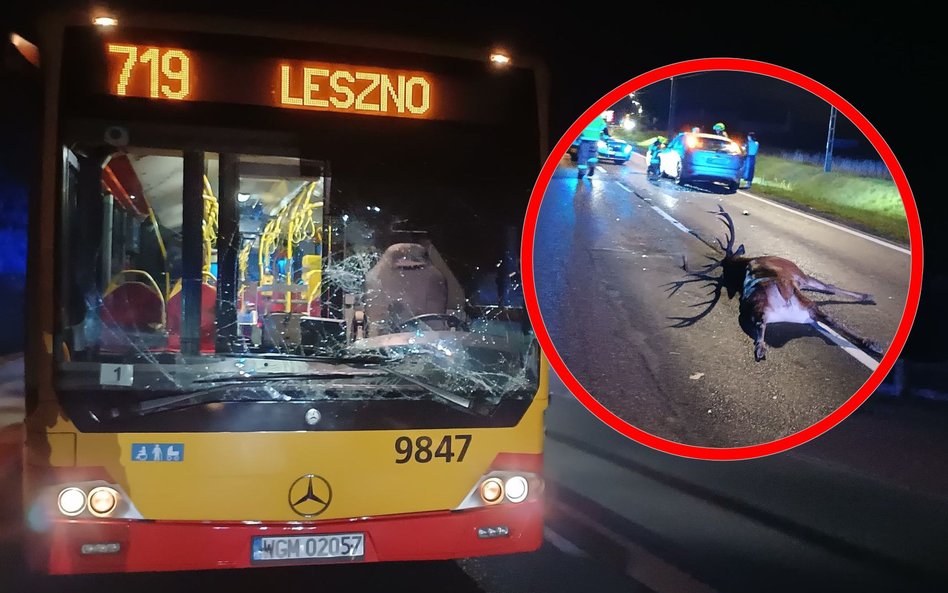 W kolizji nie ucierpiała żadna osoba, ale życia zwierzęcia nie udało się uratować