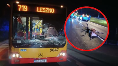 W kolizji nie ucierpiała żadna osoba, ale życia zwierzęcia nie udało się uratować