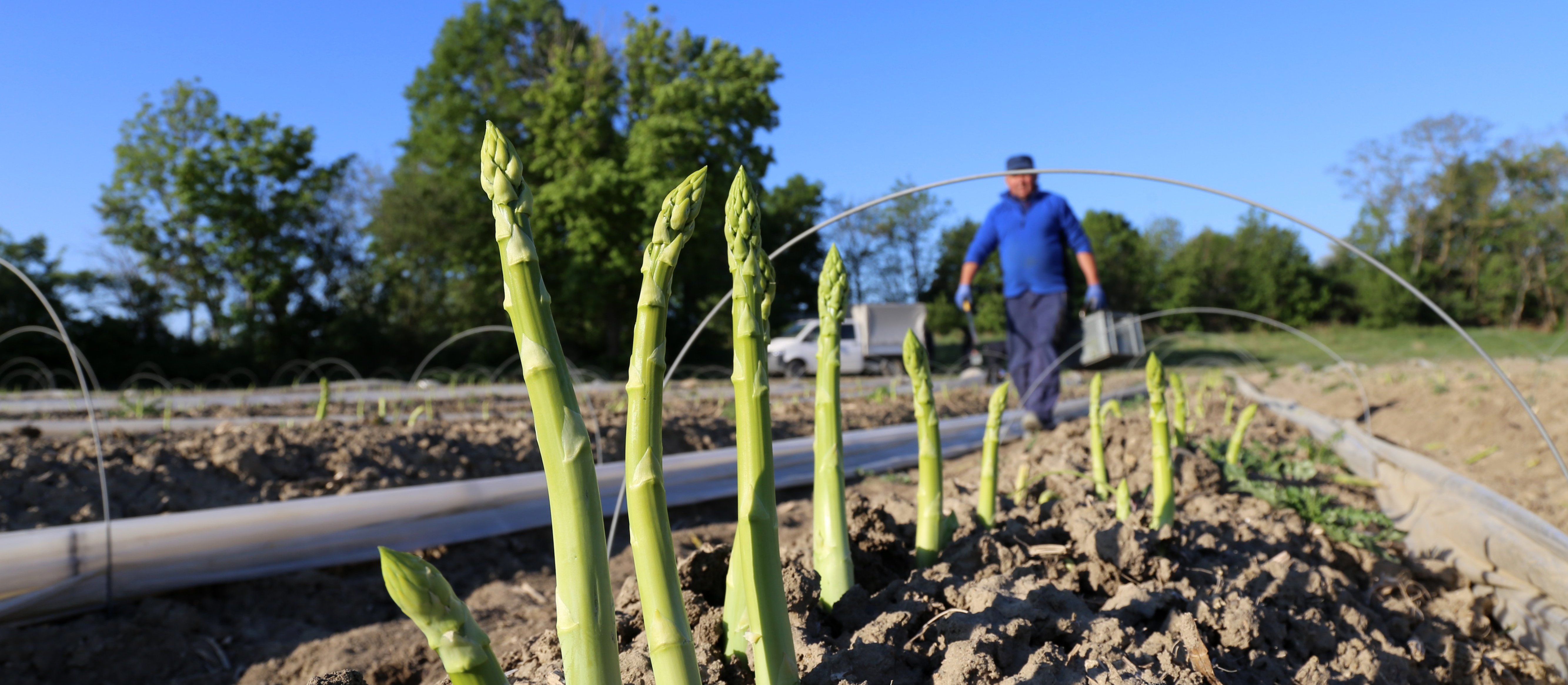 Niemieccy rolnicy chcą płacić mniej pracownikom sezonowym, w tym Polakom