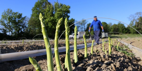 Niemieccy rolnicy chcą płacić mniej pracownikom sezonowym, w tym Polakom