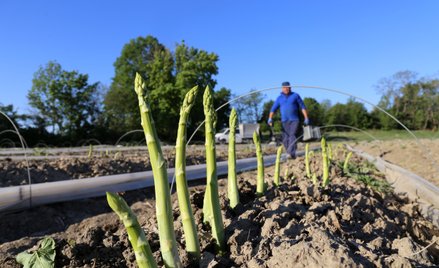 Niemieccy rolnicy domagają się obniżenia stawek wynagrodzeń dla pracowników sezonowych