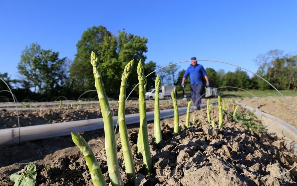 Niemieccy rolnicy domagają się obniżenia stawek wynagrodzeń dla pracowników sezonowych