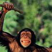 Małpie wojny o ziemię