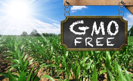 Znakowanie żywności wyprodukowanej bez GMO