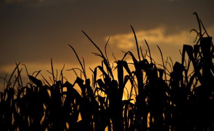 Polacy są przeciwko GMO