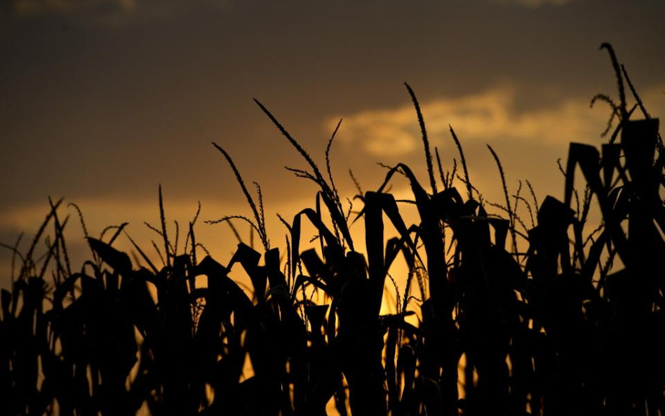 Polacy są przeciwko GMO