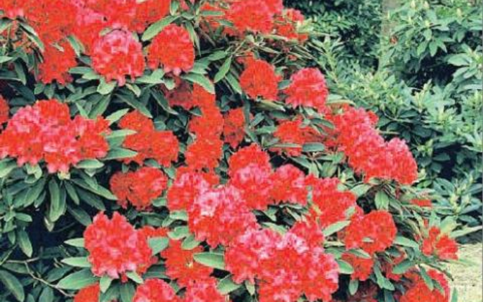 Kwitnący różanecznik upiększy każdy ogród