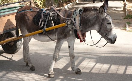 Kenia: Osły muszą nosić pieluchy