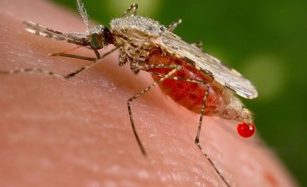 Zagłada komarów – nadzieja dla ludzkości czy zagrożenie dla ekosystemu?