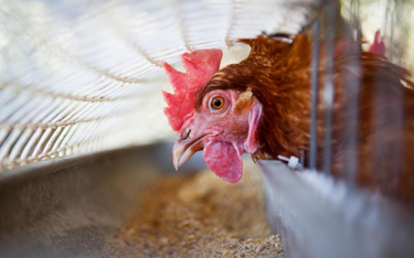 Kolejny cios w rolnictwo: wróciła ptasia grypa