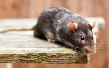 Izrael: Naukowcy wydłużyli życie myszy. Metoda zadziała u ludzi?
