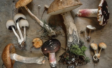 Moda na brud, chaos – i grzyby. Oto nowy trend: goblincore