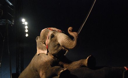 Rząd Danii wykupił słonie z cyrku