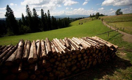 Kamery w lasach pracują dyskretnie, są zakamuflowane, wyposażone w czujnik ruchu powiadamiający stra