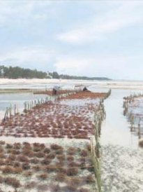 Uprawy wodorostów i ich suszenie metodą tradycyjną.