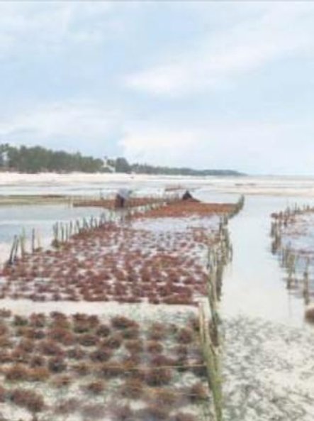 Uprawy wodorostów i ich suszenie metodą tradycyjną.