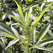 Marihuana na własny użytek też z więzieniem, bo zgodna z konstytucją
