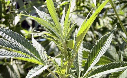 Marihuana na własny użytek też z więzieniem, bo zgodna z konstytucją