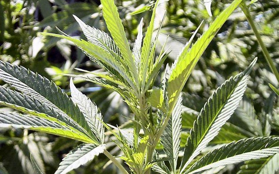 Marihuana na własny użytek też z więzieniem, bo zgodna z konstytucją