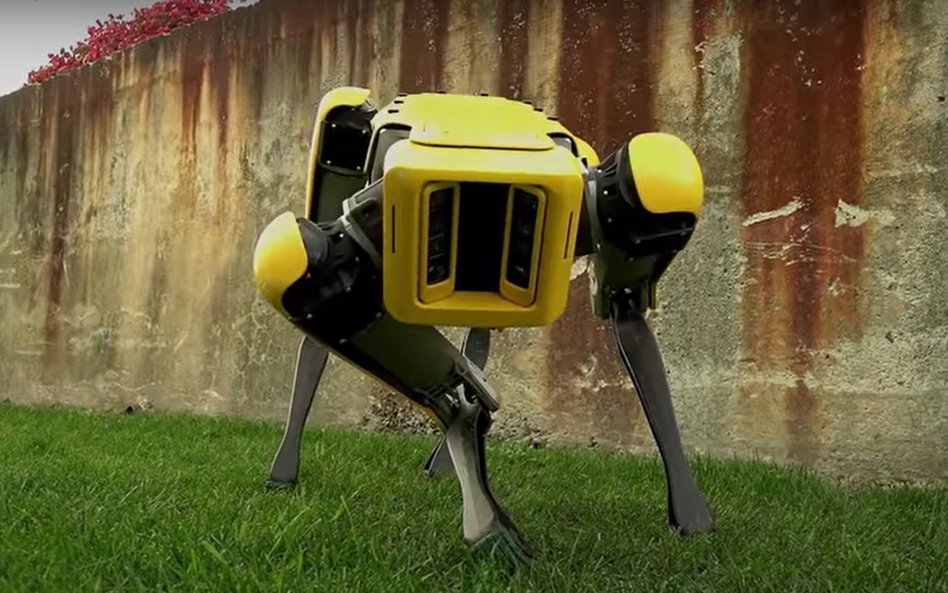 Lekarz zawoła: Do nogi. Psy-roboty pomagają w walce z wirusem