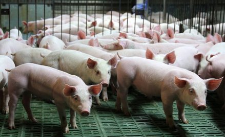 Dziennie w Polsce znika po kilkadziesiąt stad świń.