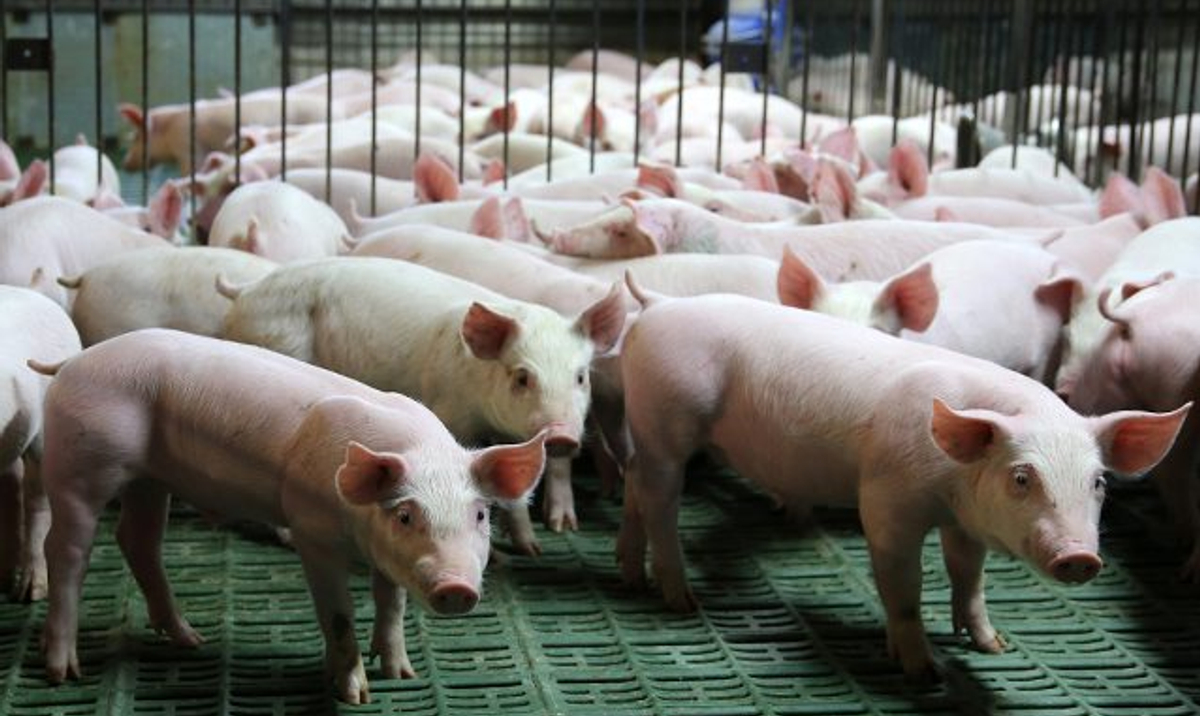 Świnie znikają z Polski w tempie, którego boją się eksperci