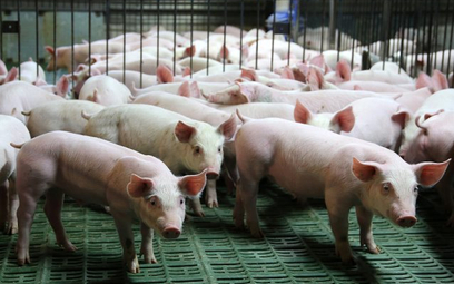 Dziennie w Polsce znika po kilkadziesiąt stad świń.
