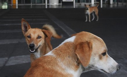 Miasto Shenzhen w Chinach zakazuje jedzenia psów i kotów