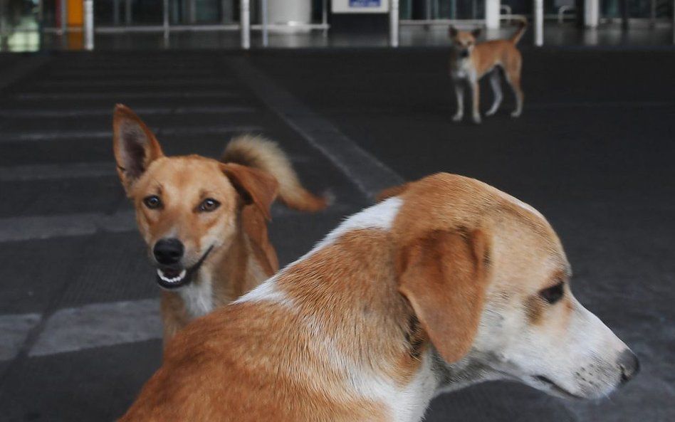 Miasto Shenzhen w Chinach zakazuje jedzenia psów i kotów