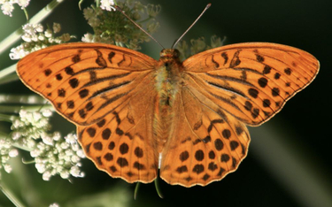 W Holandii jest o 84 proc. mniej motyli niż 130 lat temu
