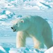 Niedźwiedź polarny w Arktyce