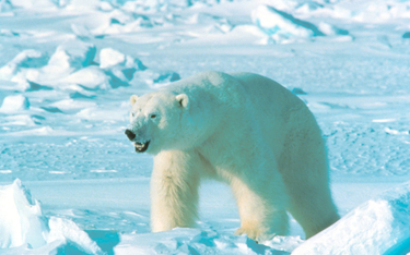 Niedźwiedź polarny w Arktyce