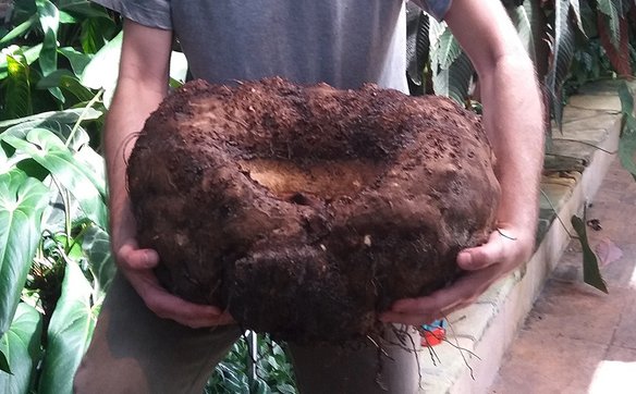 Bulwa dziwidła olbrzymiego w rękach swojego opiekuna Piotra Dobrzyńskiego