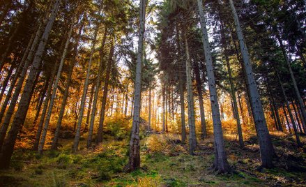 W Polsce zakaz wstępu do lasów i Parków Narodowych