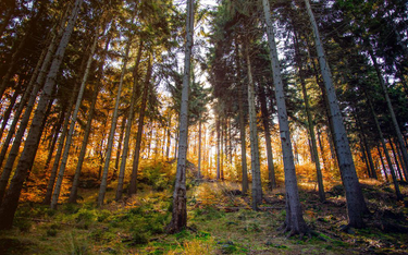 W Polsce zakaz wstępu do lasów i Parków Narodowych
