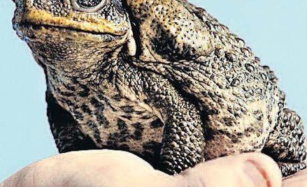 Ropucha olbrzymia uwalnia jad z gruczołów przyusznych w chwili, gdy poczuje nacisk. Zwierzę, które p