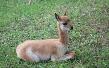 Zoo ogłosiło plebiscyt na imię dla małej wikunii