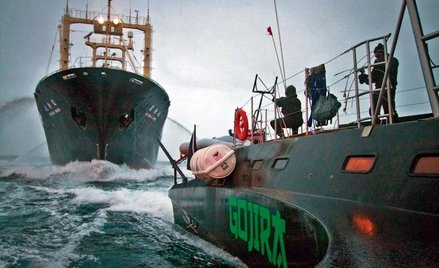 Aktywiści Sea Shepherd przygotowują się do ataku na statek-przetwórnię Nishin Maru