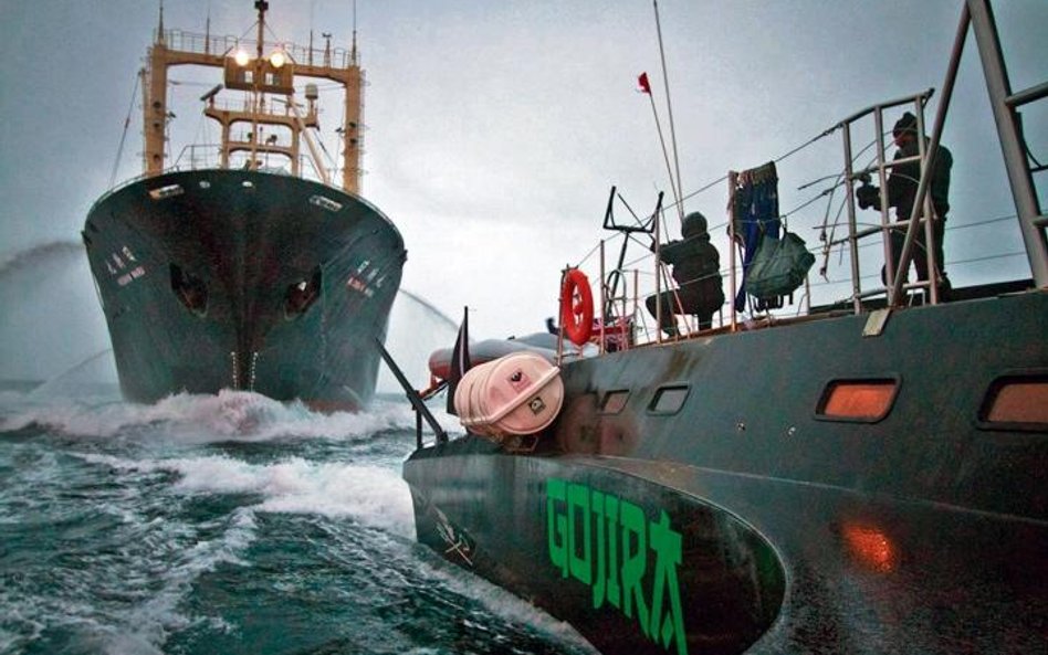 Aktywiści Sea Shepherd przygotowują się do ataku na statek-przetwórnię Nishin Maru