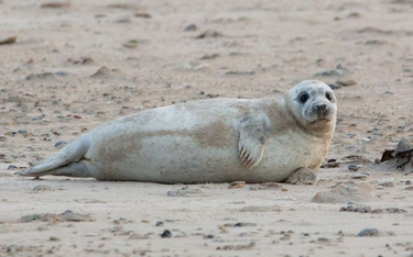 Piąta martwa foka znaleziona nad Bałtykiem