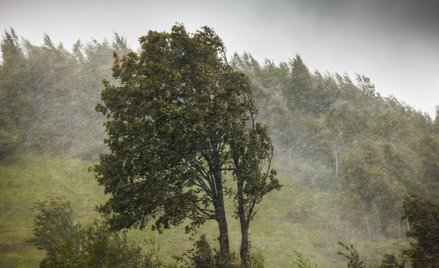 Początek tygodnia upłynie pod znakiem deszczu i wiatru