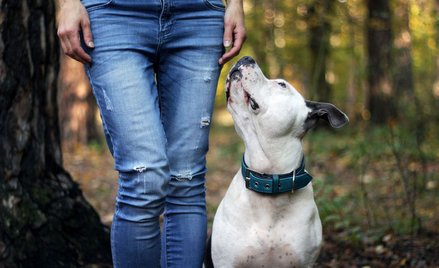 Niemcy: Podatki od psów biją rekordy