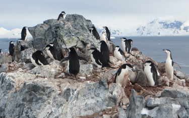 Zmiany klimatyczne na Antarktydzie: Znikają pingwiny