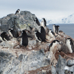 Zmiany klimatyczne na Antarktydzie: Znikają pingwiny