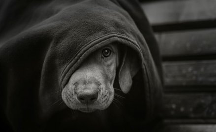 Sąd w Toruniu: 1,5 roku więzienia za znęcanie się nad szczeniakiem